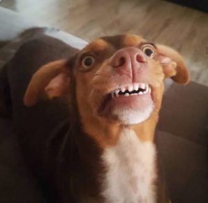 smiling-dog