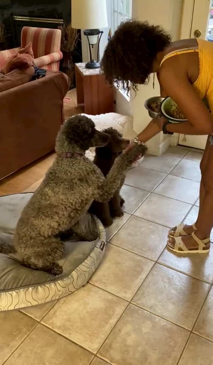 dogs-pray-before-meal