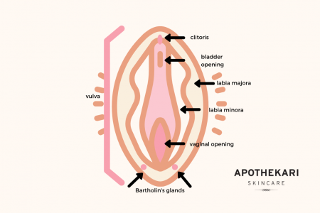 vulva-anatomy-apothekari-skincare